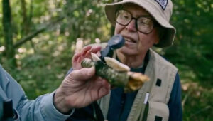 What Happens at a Mushroom Foray?
