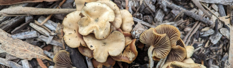 Psilocybe cyanescens