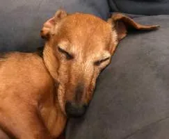 Avery Stempel's older dog Luciana resting