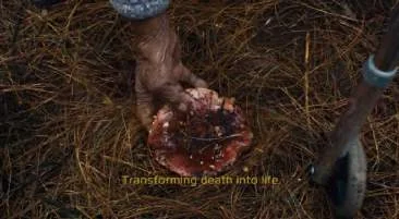 Film still showing a mushroom on the forest floor