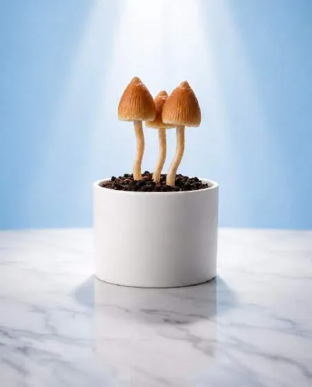Psilocybin-containing mushrooms displayed as an archival article image