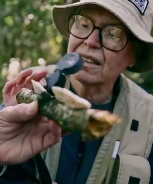 man checking a mushroom